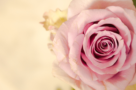 Rose. Beautiful pink rose. Fresh and soft color. Macro.の写真素材