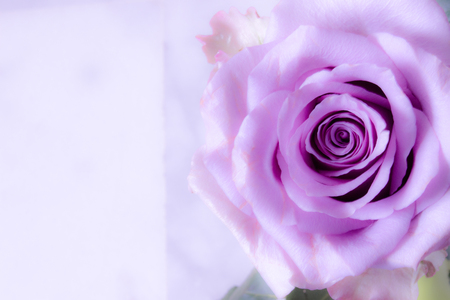 Rose. Beautiful pink rose. Fresh and soft color. Macro.の写真素材