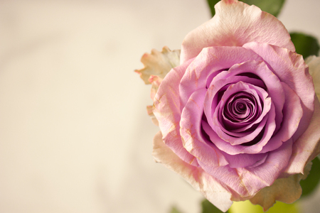 Rose. Beautiful pink rose. Fresh and soft color. Macro.の写真素材