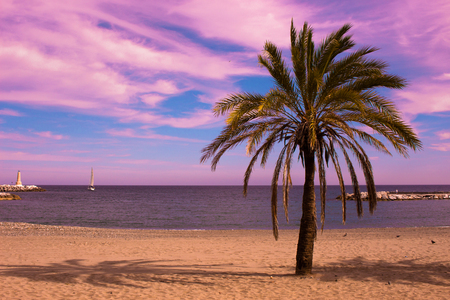 Palm tree. Beautiful sunset view. Mediterranean sea and yacht. Puerto Banus, Marbella city, Costa del Sol, Andalusia, Spain.の写真素材