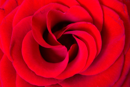 Rose. Beautiful red flower. Nature design. Macro.の写真素材