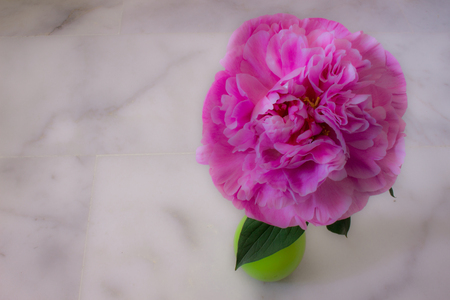Peony. Beautiful pink flower. Fresh garden plant.の写真素材