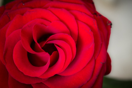 Rose. Beautiful red flower. Nature design. Macro.の写真素材