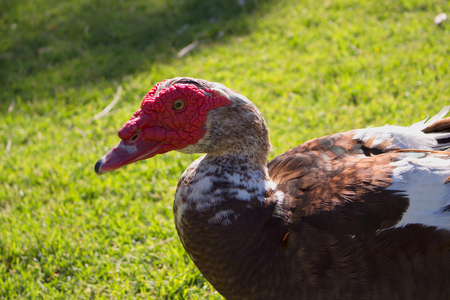 Duck. Beautiful rural birds. Domestic animal. Costa del Sol, Andalusia, Spain.の写真素材
