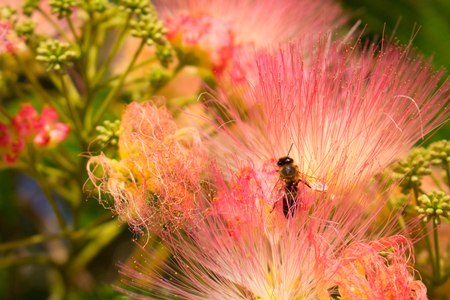 Albizia julibrissin. Beautiful pink flowers and bee. Tropical Mediterranean tree.の写真素材