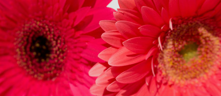 Two gerbers. Beautiful pink flowers isolated on white background.の写真素材