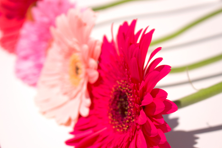 Four gerbers. Daisy flowers isolated over white background.の写真素材