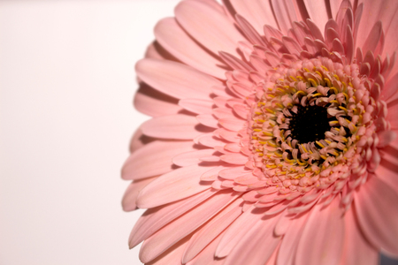 Gerber. Beautiful pink flower. Summer plant. Macro.の写真素材