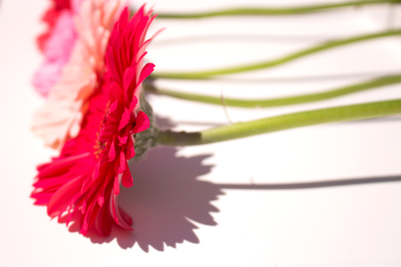 Three pink gerbera daisy flowers. The image is isolated. White background.の写真素材