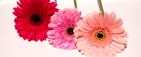 Three pink gerbera daisy flowers. The image is isolated. White background.の写真素材