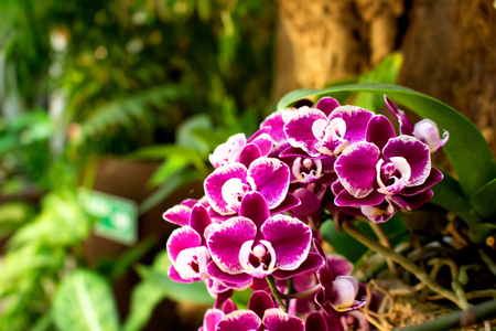 Orchids. Beautiful orchid blossom in the garden.の写真素材