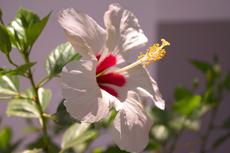 Hibiscus. White flower in the garden. Detail of the stamen and pistil.の写真素材