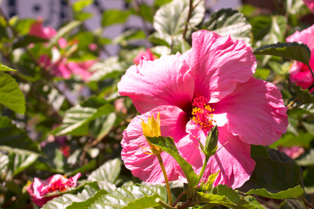 Hibiscus. Beautiful tropical plant with pink flowers. Mediterranean tree.の写真素材