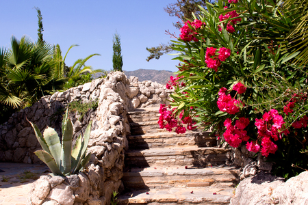 Bush. Beautiful pink flowers. Mediterranean tropical plant.の写真素材