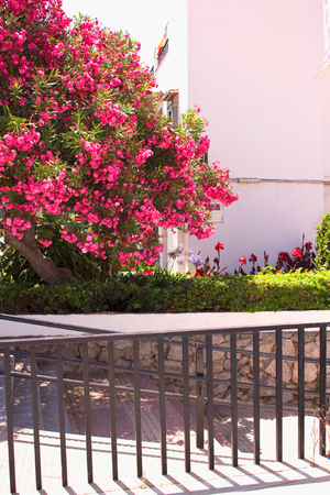Bush. Beautiful pink flowers. Mediterranean tropical plant.の写真素材