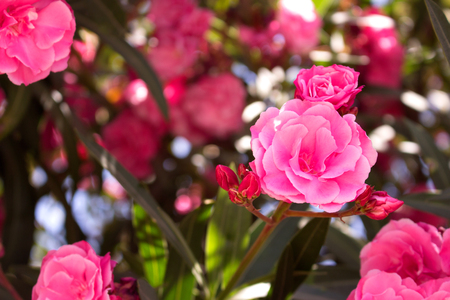 Bush. Beautiful pink flowers. Mediterranean tropical plant.の写真素材