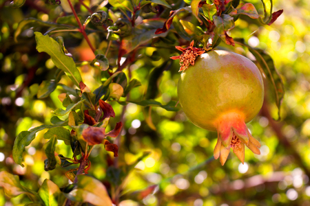 Garnet. Green garnet fruit. Tropical tree. Mediterranean plant.の写真素材