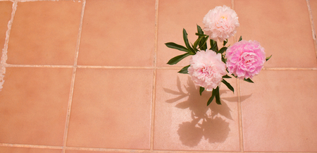 Peony. Three pink flowers of peony isolated on light background.の写真素材