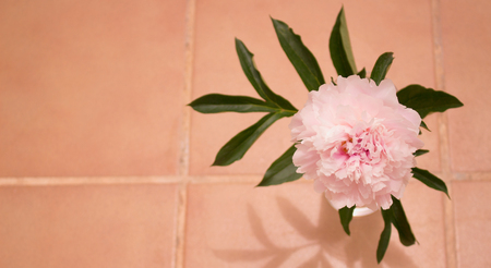 Peony. Beautiful pink flower. Fresh summer plant. Macro.の写真素材