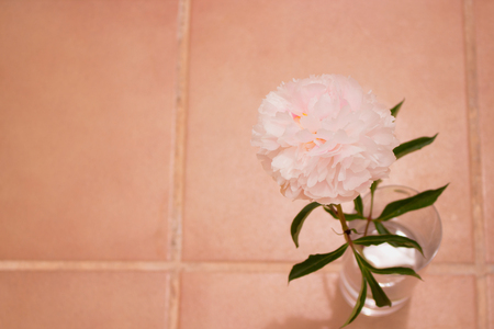 Peony. Beautiful pink flower. Fresh summer plant. Macro.の写真素材