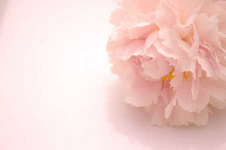 Peony. Beautiful pink flower. Fresh summer plant. Macro.の写真素材