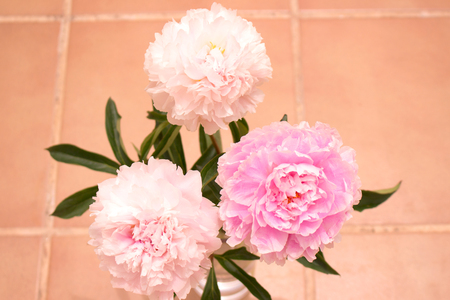 Peony. Three pink flowers of peony isolated on light background.の写真素材