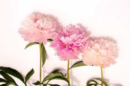 Peony. Three pink flowers of peony isolated on light background.の写真素材