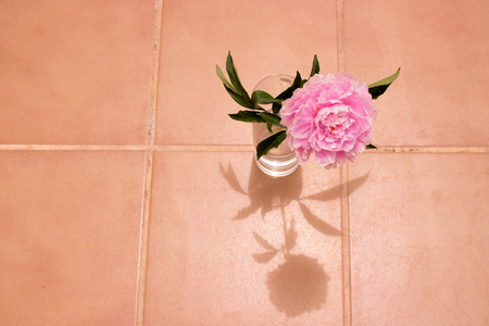 Peony. Beautiful pink flower. Fresh summer plant. Macro.の写真素材