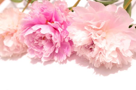 Peony. Three pink flowers of peony isolated on light background.の写真素材