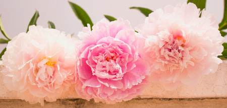 Peony. Three pink flowers of peony isolated on light background.の写真素材
