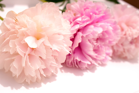 Peony. Three pink flowers of peony isolated on light background.の写真素材