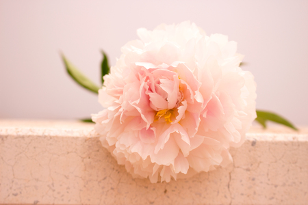 Peony. Beautiful pink flower. Fresh summer plant. Macro.の写真素材