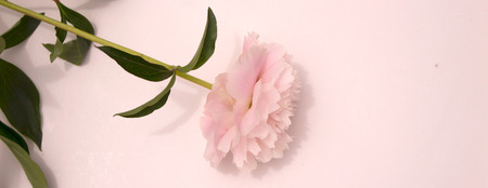 Peony. Beautiful pink flower. Fresh summer plant. Macro.の写真素材