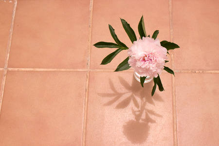 Peony. Beautiful pink flower. Fresh summer plant. Macro.の写真素材