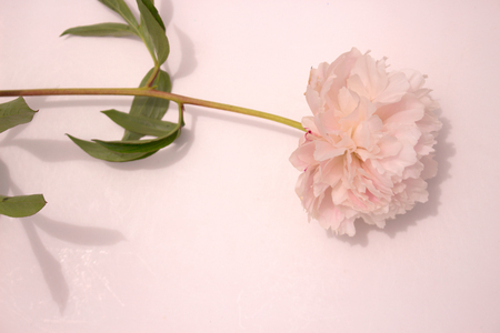 Peony. Beautiful pink flower. Fresh summer plant. Macro.の写真素材