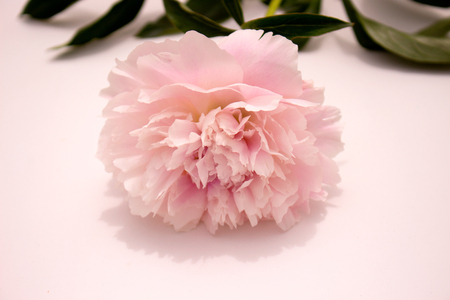 Peony. Beautiful pink flower. Fresh summer plant. Macro.の写真素材