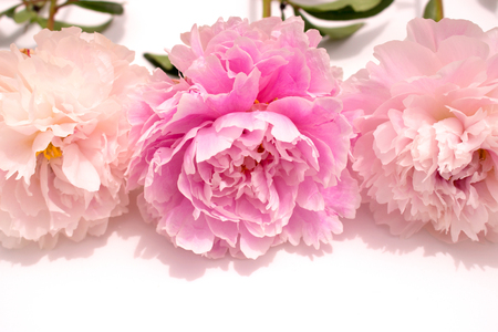 Peony. Three pink flowers of peony isolated on light background.の写真素材