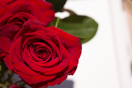 Rose. Beautiful red rose. Blooming flower. Macro.の写真素材