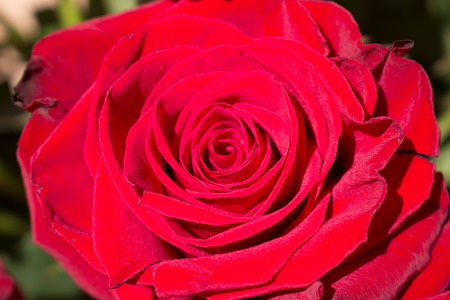 Rose. Beautiful red rose. Blooming flower. Macro.の写真素材