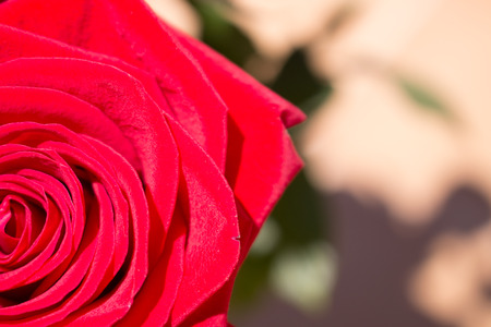 Rose. Beautiful red rose. Blooming flower. Macro.の写真素材
