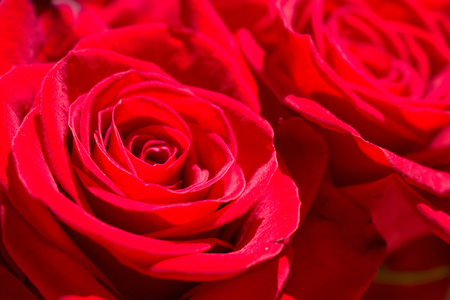 Roses. Two beautiful red roses. Blooming flowers. Macro.の写真素材