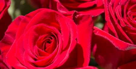 Roses. Two beautiful red roses. Blooming flowers. Macro.の写真素材