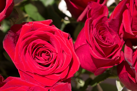 Roses. Two beautiful red roses. Blooming flowers. Macro.の写真素材