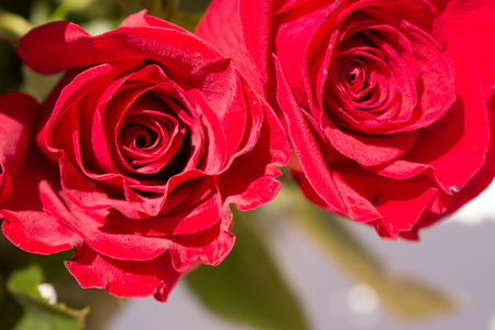 Roses. Two beautiful red roses. Blooming flowers. Macro.の写真素材