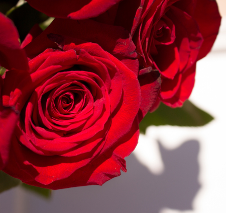 Roses. Two beautiful red roses. Blooming flowers. Macro.の写真素材