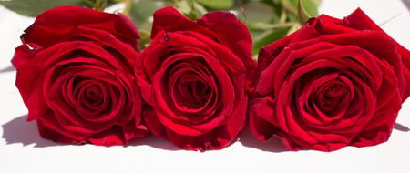 Roses. Three beautiful red roses. Blooming flowers. Macro.の写真素材