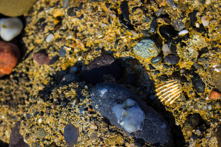 Beach cliffs. Stone, shell and sea. Marine background.の写真素材