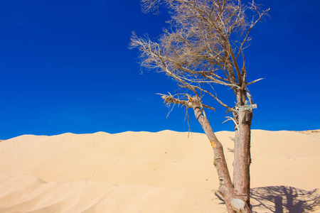 Dead tree. White ocean sand. Punta Paloma beach, Tarifa, Spain.の写真素材