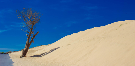 Dead tree. White ocean sand. Punta Paloma beach, Tarifa, Spain.の写真素材