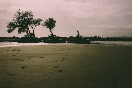 Tree Tree on the beach during a storm. Estepona, Andalusia, Spain.の写真素材